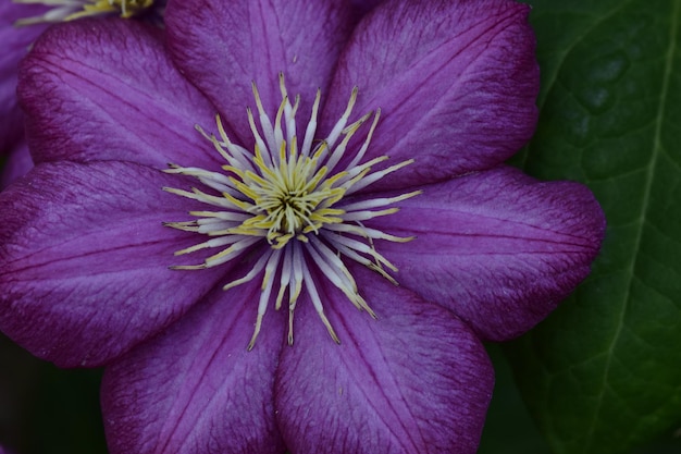 Fiore lilla su uno sfondo di foglie verdi primo piano