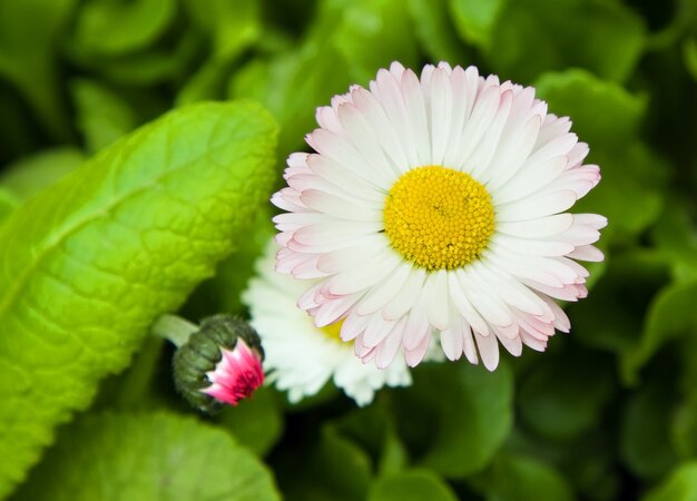 Fiore luminoso del primo piano, che cresce nel giardino