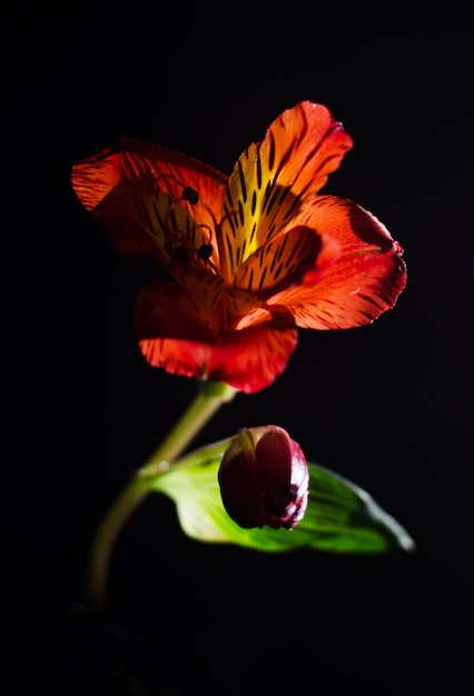 Fiore luminoso di alstroemeria su un fondo nero.