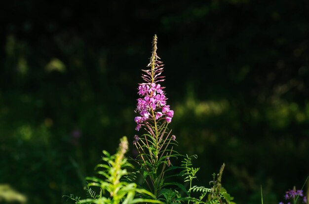 Fiore luminoso willowherb Epilobium angustifolium in una soleggiata mattina d'estate nella regione di Mosca