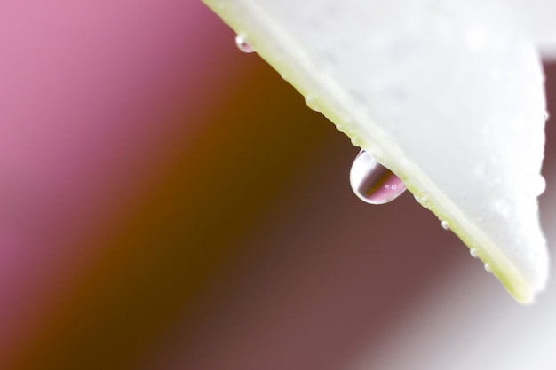 Fiore macro fiore con goccia d'acqua. Natura astratta sfondo sfocato. Bella ripresa macro con tenero fiore bagnato. Foto di alta qualità