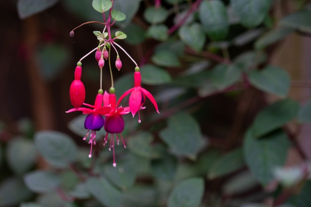 Fiore magellanica fucsia, fucsia colibrì o fucsia resistente