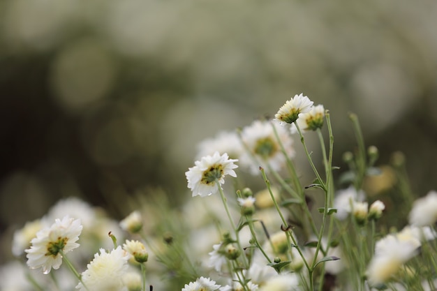 fiore margherita bianca in natura