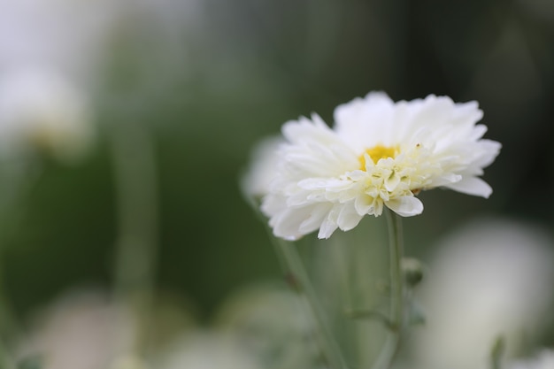 fiore margherita bianca in natura