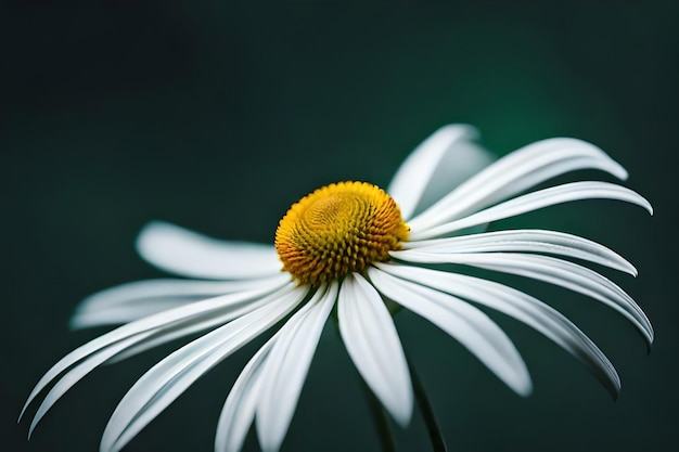 fiore margherita bianca isolato su uno sfondo verde