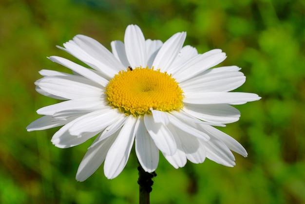 Fiore margherita bianca