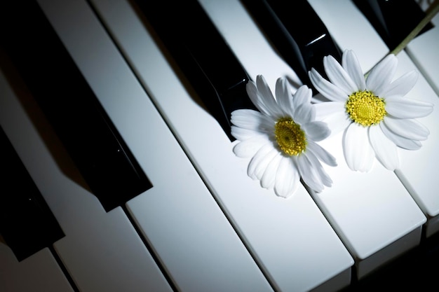 Fiore Margherita e strumento musicale Piano foto