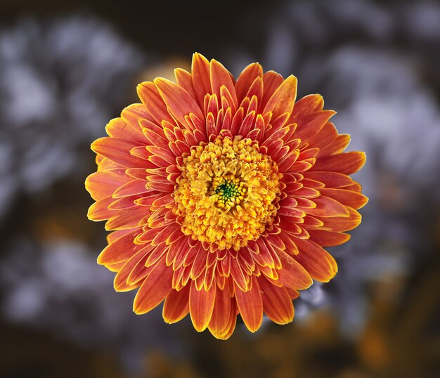 Fiore margherita Gerbera con formato quadrato e percorso cliping.