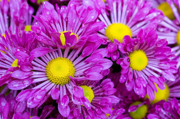 fiore margherita violaceo di crisantemi