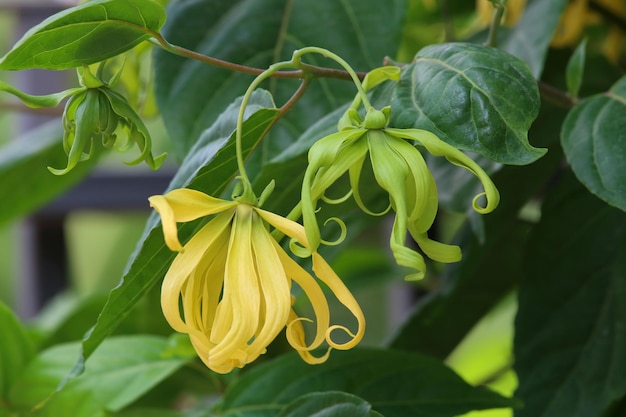 Fiore nano di ylang-ylang che fiorisce nel giardino.