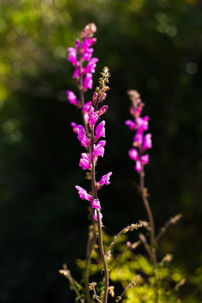 Fiore naturale. Piccolo fiore lilla selvaggio su verde scuro