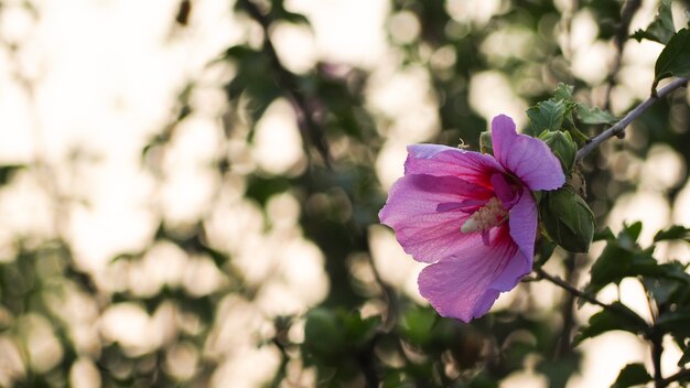 Fiore naturale, porpora, rosa, foglie verdi con la molla del bokeh della sfuocatura o fondo di estate