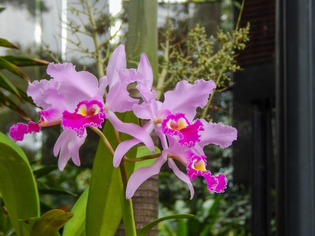 Fiore naturale rosa orquidea