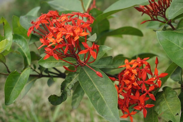 fiore nel giardino della strada