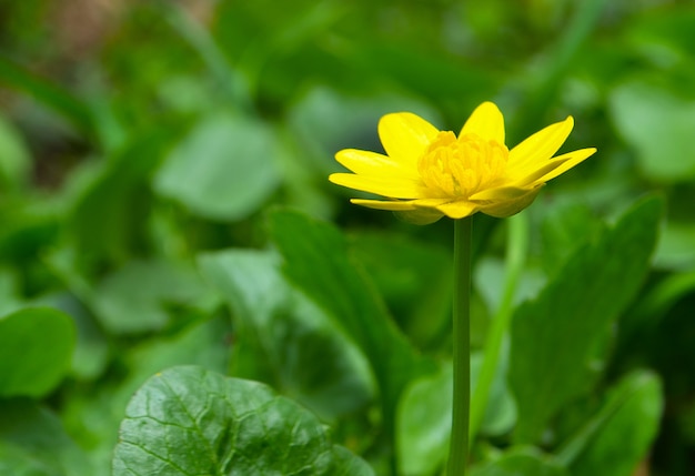 fiore nel parco di primavera