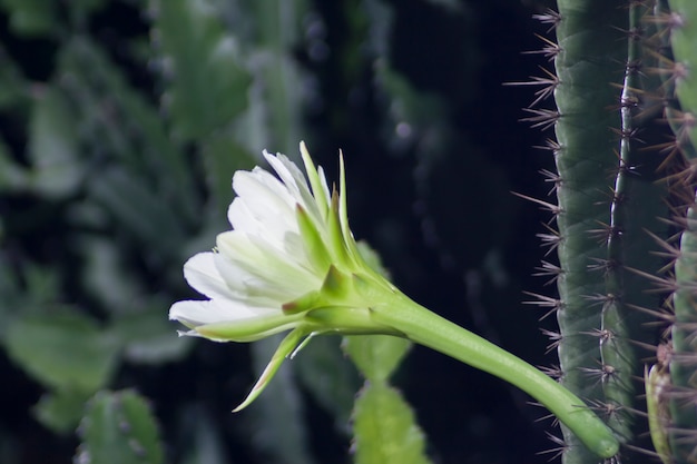 fiore nella notte