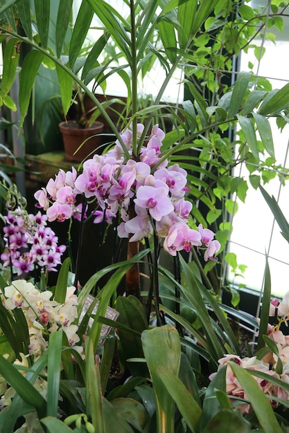 Fiore orchidea Cymbidium vicino sfondo
