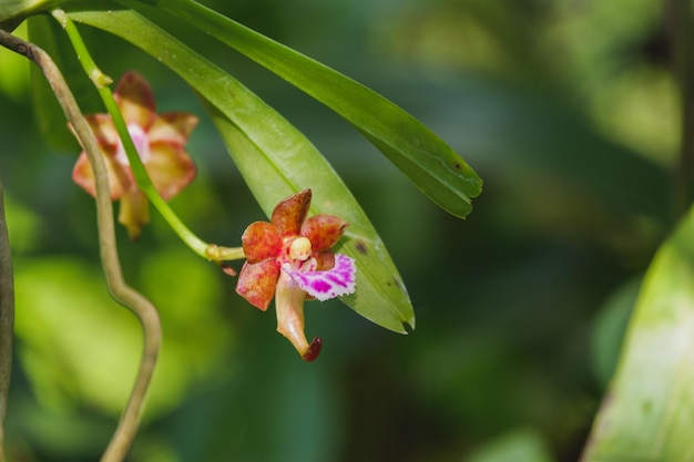 Fiore orchidea gialla