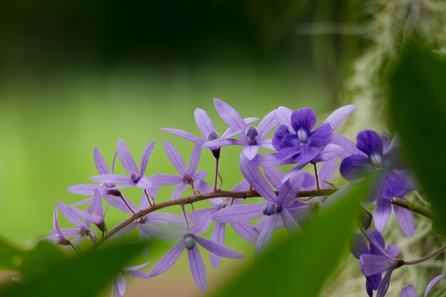 Fiore orchidea viola