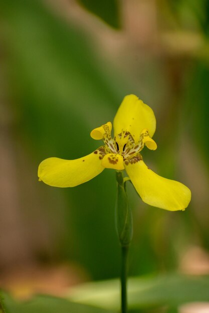 Fiore orchidea