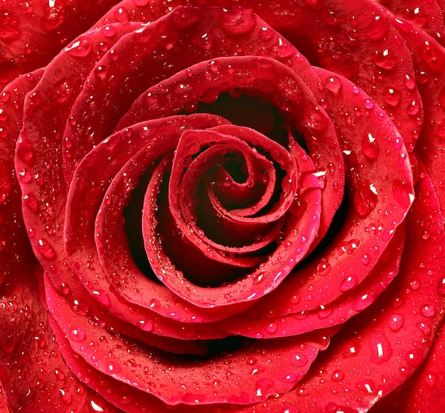 fiore petalo di rosa fiore rosso natura bellissimo sfondo