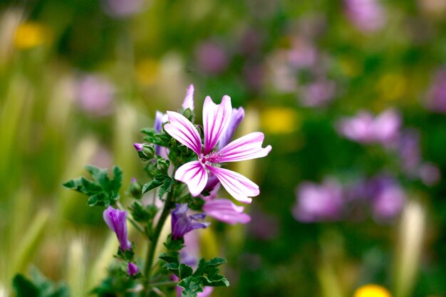 Fiore Phlox subulata Candy Stripe