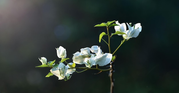 Fiore primavera natura