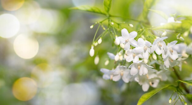 Fiore primaverile bianco profumato in natura con luci bokeh Acqua JasmineWrightia religiosa