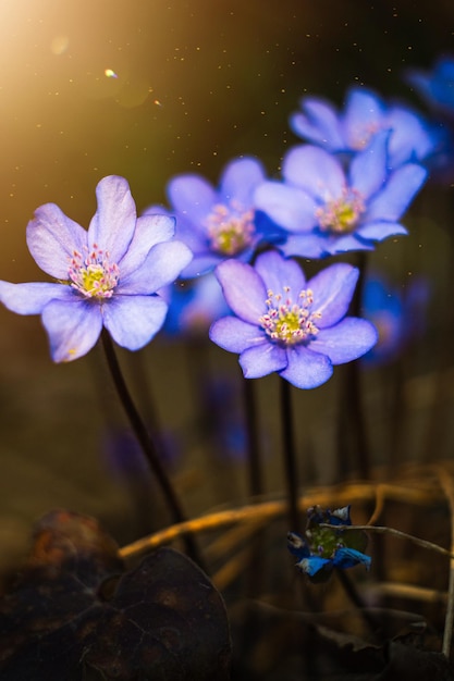 fiore primaverile con gocce di rugiada al sole, anemoni blu, fiori di bosco, foresta primaverile