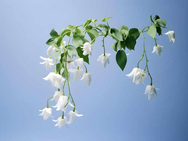 Fiore rampicante in studio sfondo singolo Fiore rampicante bellissimo fiore ai immagine generata