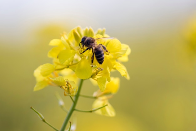 Fiore rapaseed con l&#39;ape del miele