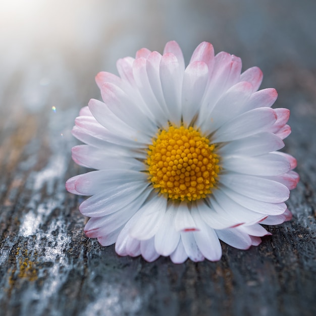 Fiore romantico della margherita nella stagione primaverile