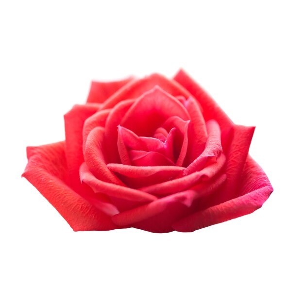 Fiore romantico della rosa rossa isolato su priorità bassa bianca. Colpo a macroistruzione del primo piano
