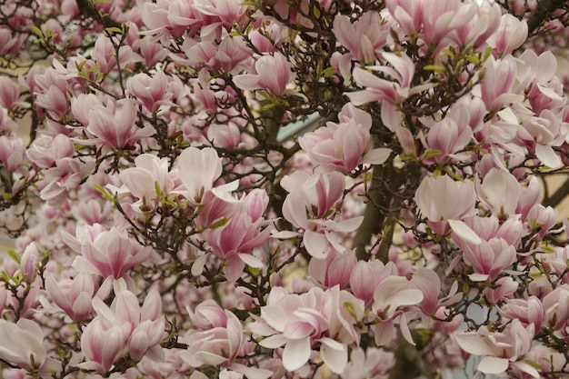 Fiore rosa a Praga