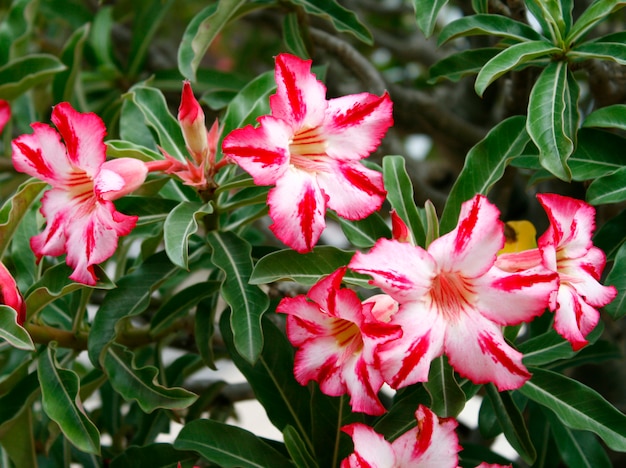 Fiore rosa, albero Adenium obesum, Desert Rose, Impala Lily