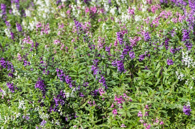 fiore rosa angelonia viola e bianca in giardino