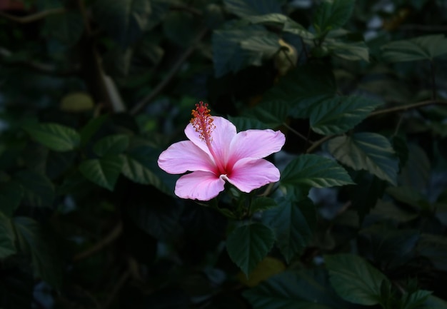 Fiore rosa aperto su sfondo verde naturale