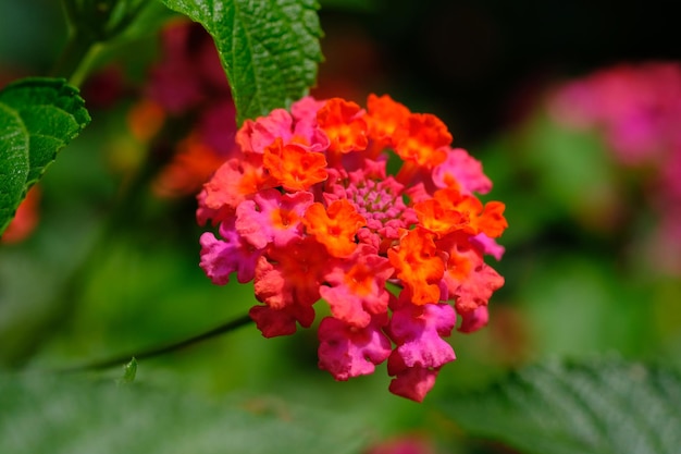 fiore rosa arancione lantana camara. la saliara è un tipo di pianta da fiore delle Verbenaceae. natura