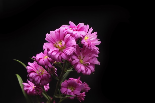 Fiore rosa Aster su sfondo nero