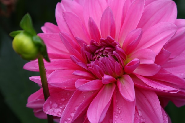 Fiore rosa aster su sfondo sfocato