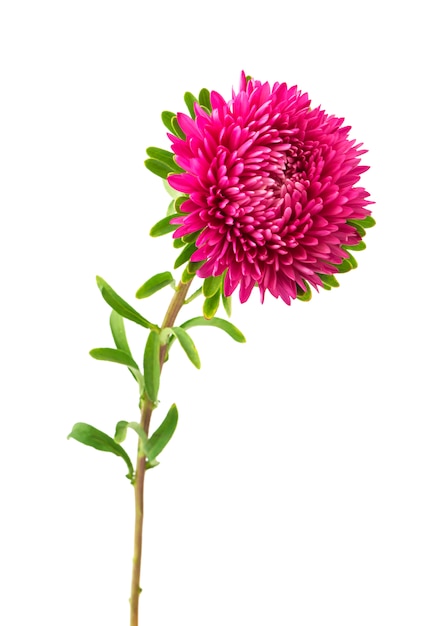 fiore rosa aster