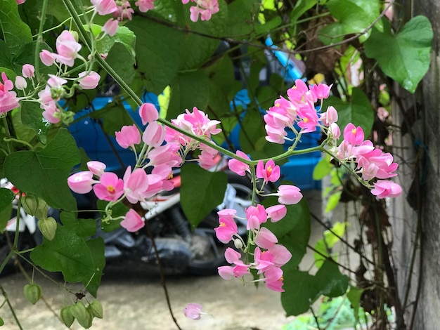 fiore rosa bellezza bouganville fiori ornamentali Comunemente visto
