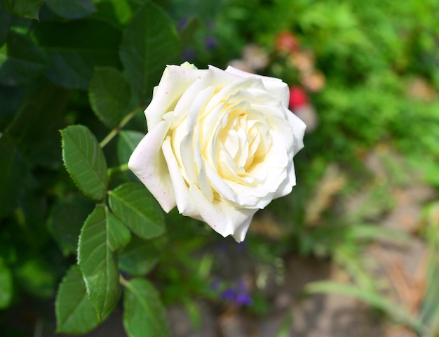 Fiore rosa bianca in giardino su uno sfondo di prato. Un sacco di verde e un'aiuola. Progettazione del paesaggio. Natura. piante perenni