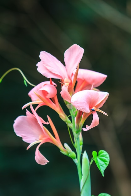 fiore rosa canna da vicino