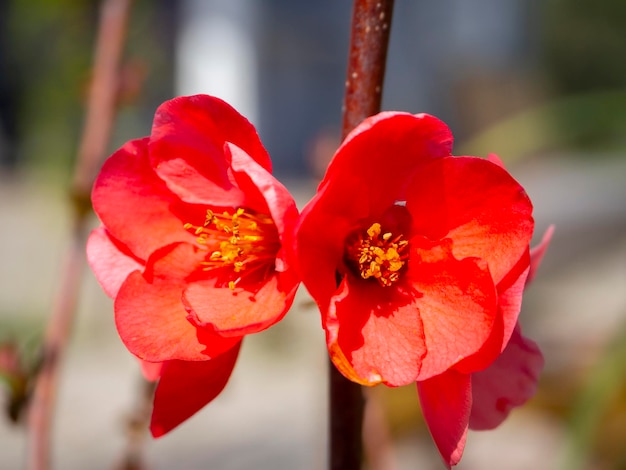 Fiore rosa Chaenomeles japonica su un primo piano del ramo