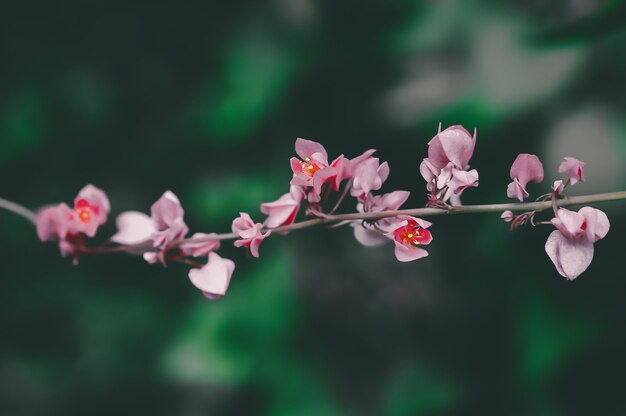 Fiore rosa che fiorisce, fondo della carta da parati della natura della molla