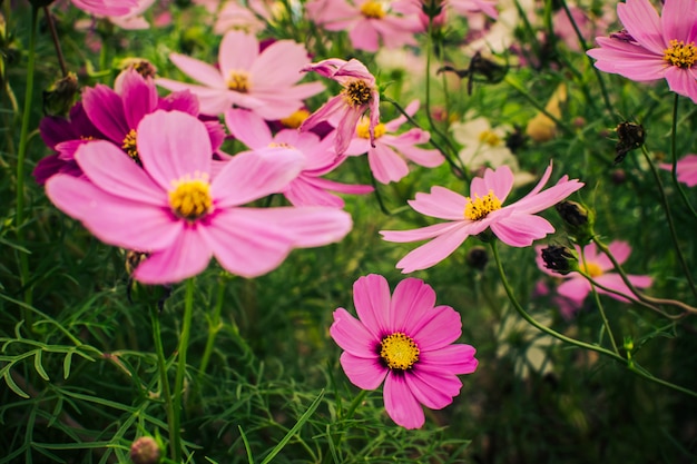 fiore rosa che fiorisce nel campo che fiorisce nel giardino