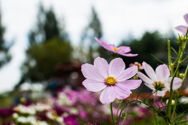 fiore rosa che fiorisce nel campo che fiorisce nel giardino