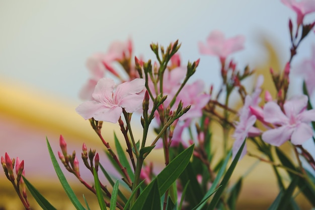 Fiore rosa che sboccia