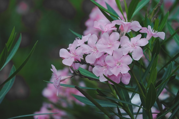 Fiore rosa che sboccia